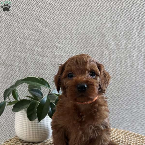 Sugar, Irish Doodle Puppy