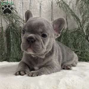 Neal, French Bulldog Puppy