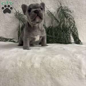Neal, French Bulldog Puppy