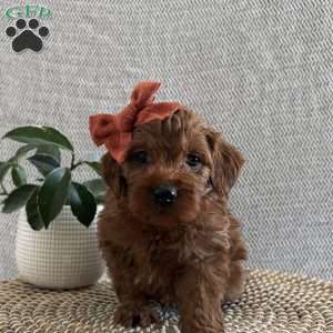 Sugar, Irish Doodle Puppy