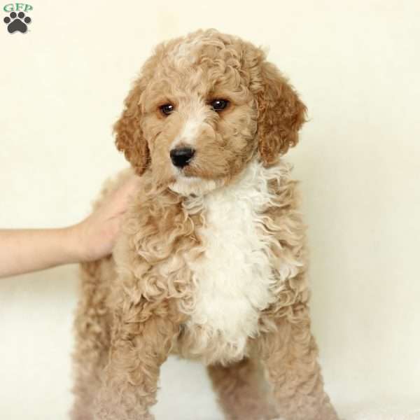 Sheena ~ F1BB, Labradoodle Puppy