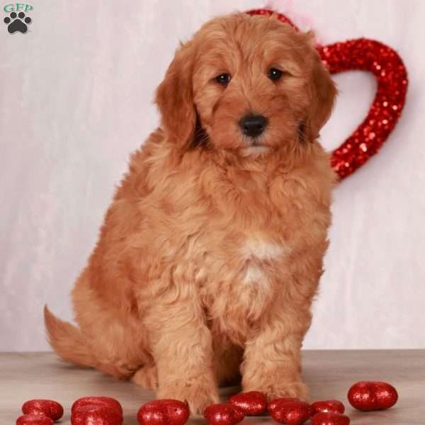 Ian, Mini Goldendoodle Puppy
