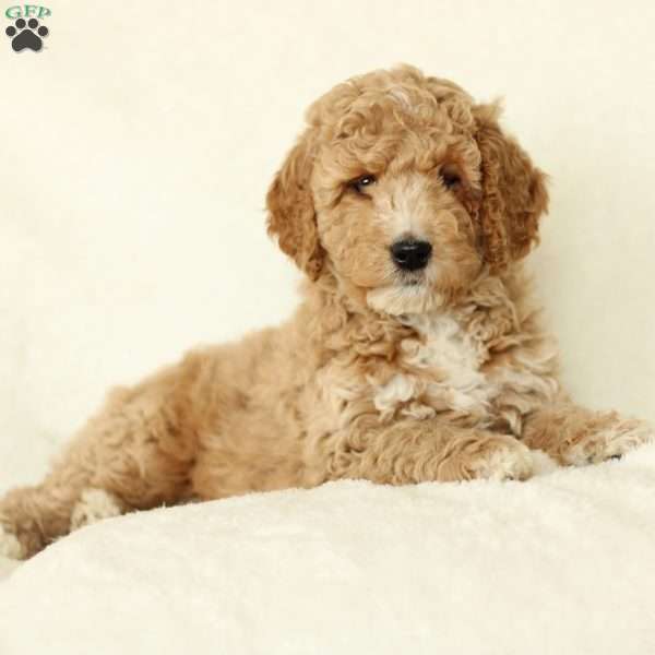 Sierra ~ F1bb, Labradoodle Puppy