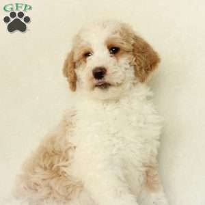 Sasha ~ F1BB, Labradoodle Puppy
