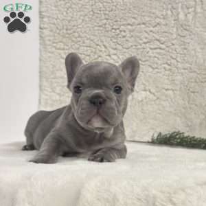 Neal, French Bulldog Puppy