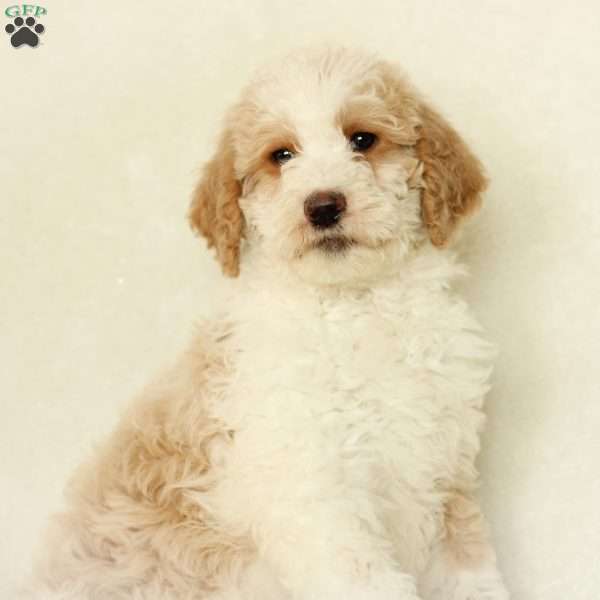 Sasha ~ F1BB, Labradoodle Puppy