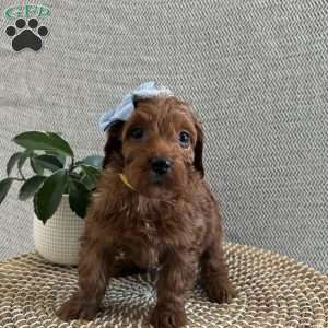 Candy, Irish Doodle Puppy