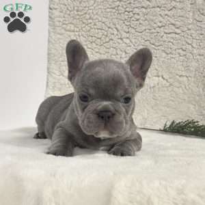 Neal, French Bulldog Puppy