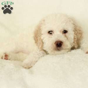 Shelly ~ F1BB, Labradoodle Puppy