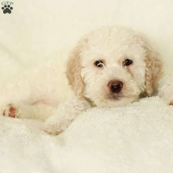 Shelly ~ F1BB, Labradoodle Puppy