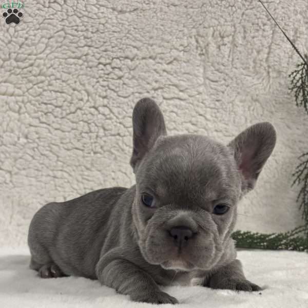Neal, French Bulldog Puppy