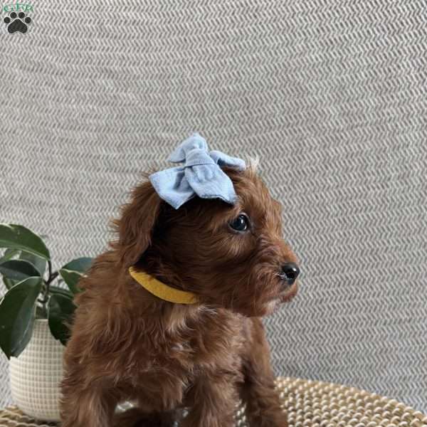 Candy, Irish Doodle Puppy