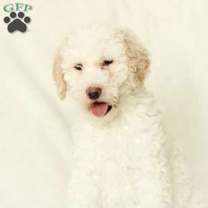 Shelly ~ F1BB, Labradoodle Puppy