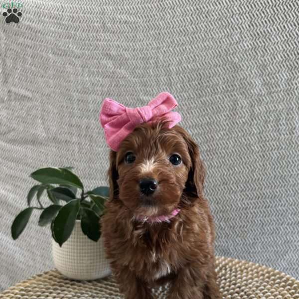 Rosie, Irish Doodle Puppy