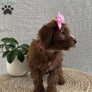 Rosie, Irish Doodle Puppy