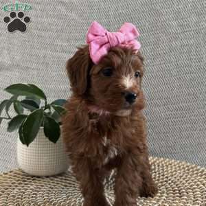Rosie, Irish Doodle Puppy
