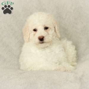 Summer ~ F1BB, Labradoodle Puppy