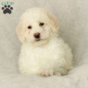 Summer ~ F1BB, Labradoodle Puppy