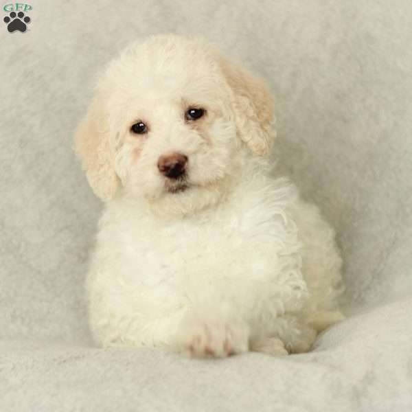 Summer ~ F1BB, Labradoodle Puppy