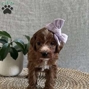 Juliet, Irish Doodle Puppy