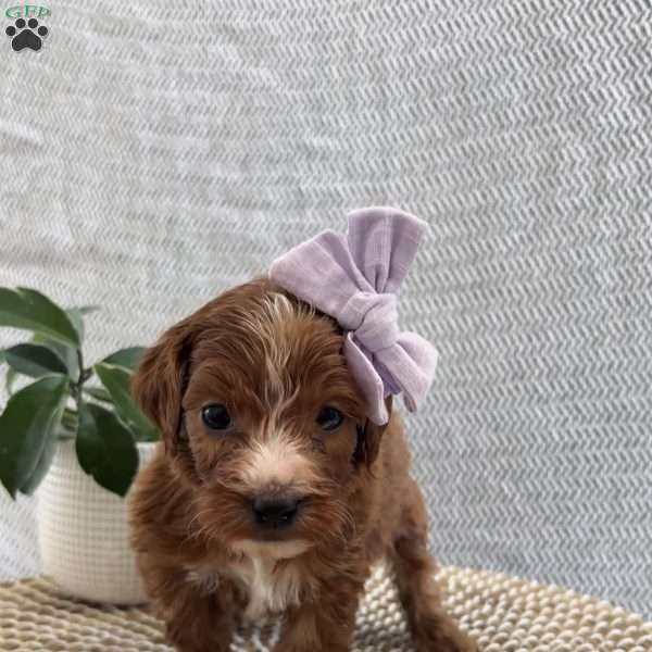 Juliet, Irish Doodle Puppy