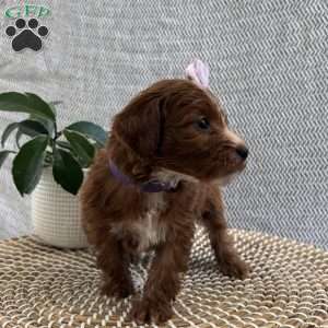 Juliet, Irish Doodle Puppy