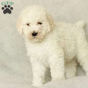 Shiloh ~ F1BB, Labradoodle Puppy