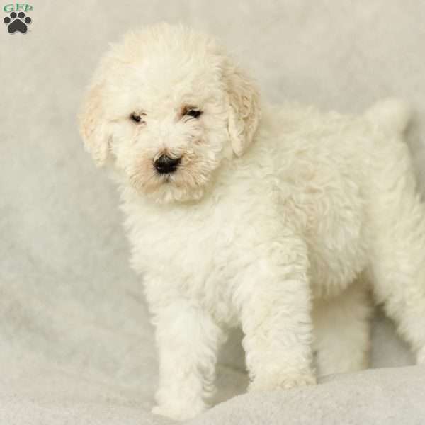 Shiloh ~ F1BB, Labradoodle Puppy