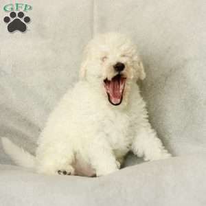 Shiloh ~ F1BB, Labradoodle Puppy