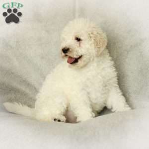 Shiloh ~ F1BB, Labradoodle Puppy
