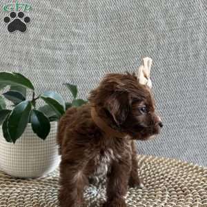 Paris, Irish Doodle Puppy