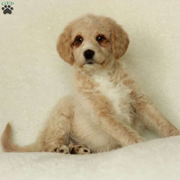 Samson~ F1BB, Labradoodle Puppy