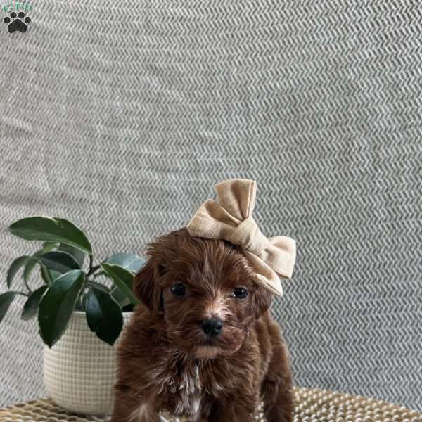 Paris, Irish Doodle Puppy
