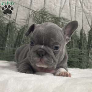 Nash, French Bulldog Puppy