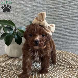 Paris, Irish Doodle Puppy