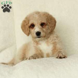 Samson~ F1BB, Labradoodle Puppy