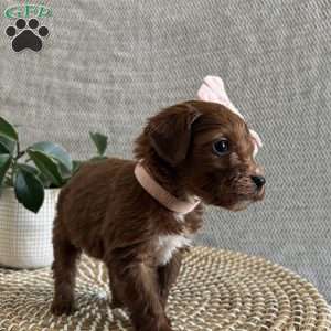 Sweetie, Irish Doodle Puppy