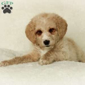 Samson~ F1BB, Labradoodle Puppy