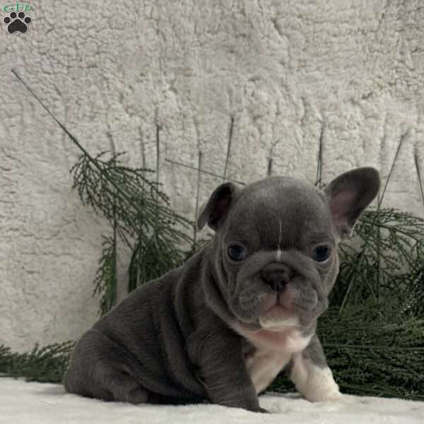 Nash, French Bulldog Puppy