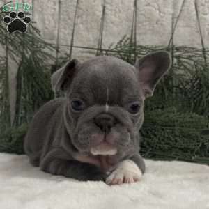 Nash, French Bulldog Puppy