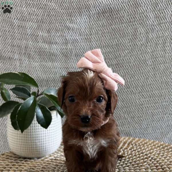 Sweetie, Irish Doodle Puppy