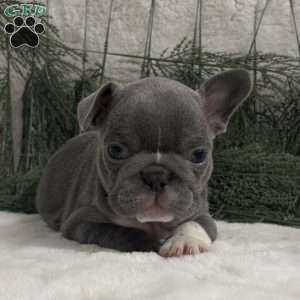 Nash, French Bulldog Puppy