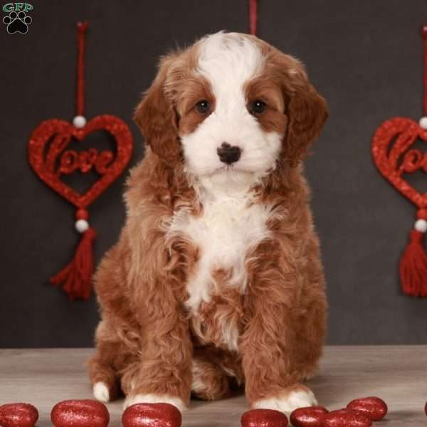 George, Mini Goldendoodle Puppy