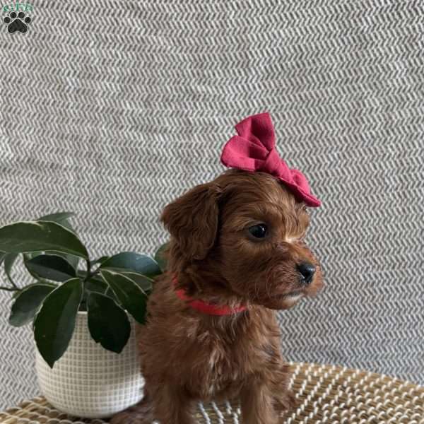 Cherry, Irish Doodle Puppy