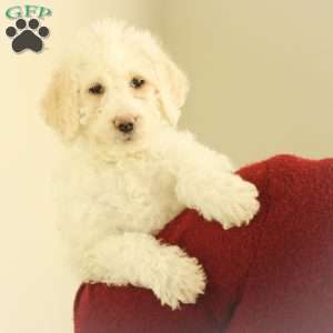 Summer ~ F1BB, Labradoodle Puppy