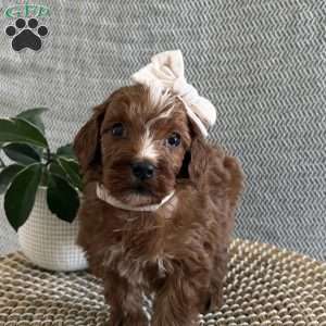 Angel, Irish Doodle Puppy