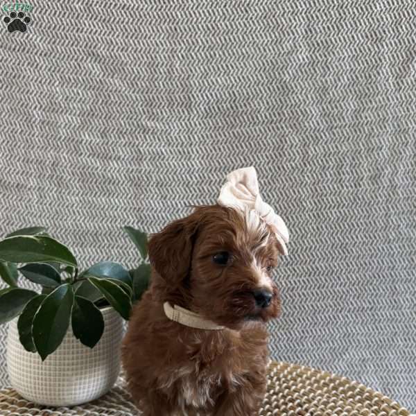 Angel, Irish Doodle Puppy
