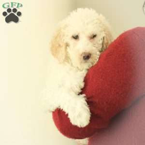 Shelly ~ F1BB, Labradoodle Puppy