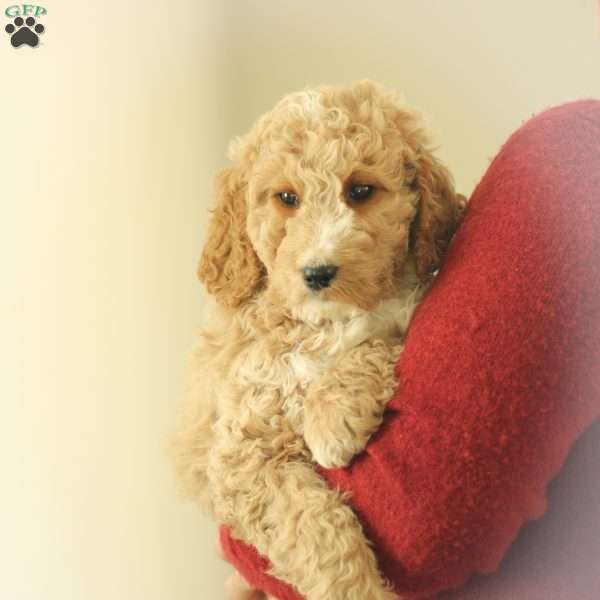 Sheena ~ F1BB, Labradoodle Puppy