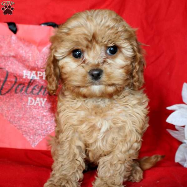 Joey, Cavapoo Puppy